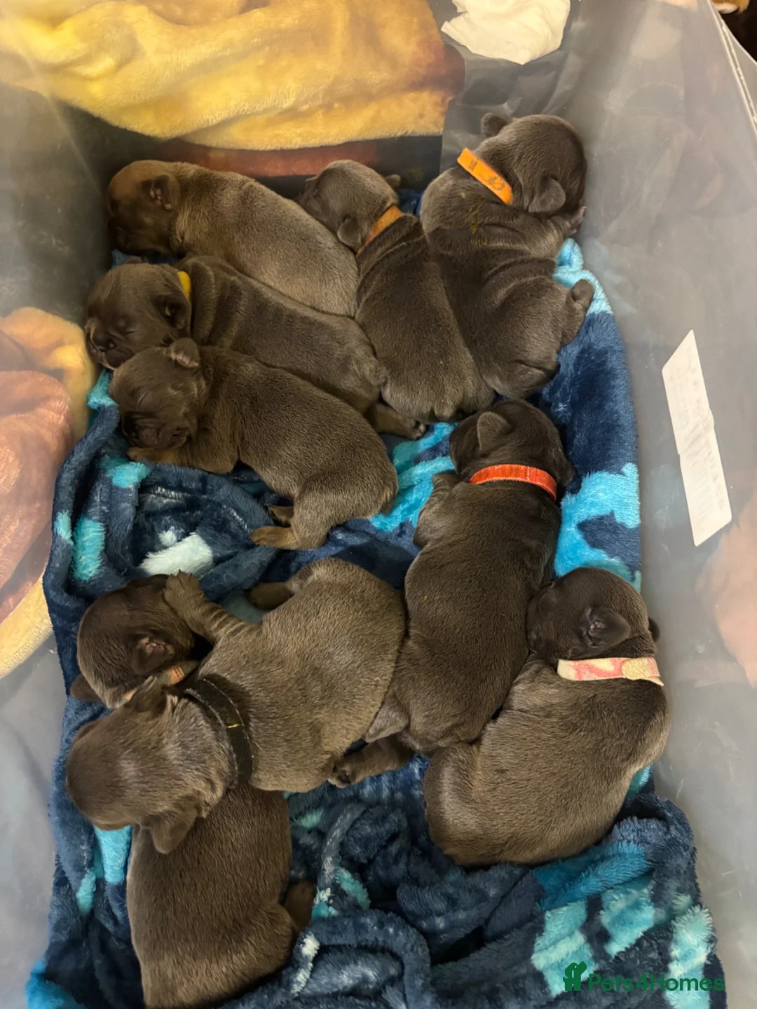 French Bulldog dogs for sale: Beautiful French bulldog pups - Advert 2