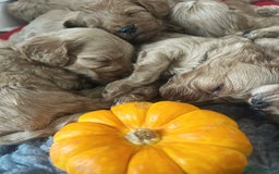 Cavapoo dogs for sale: Toy Cavapoo Puppies - Image 6