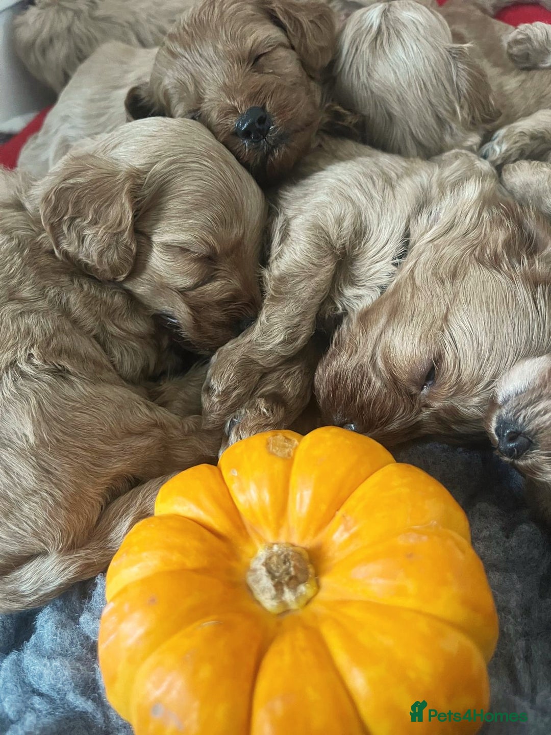 Cavapoo dogs for sale: Toy Cavapoo Puppies - Image 6