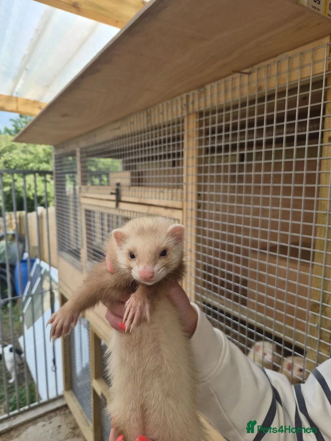 Ferret rodents for sale: EU Angor polecat/black self ferrets for sale - Advert 8