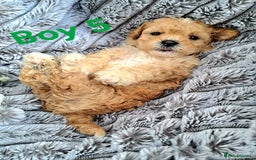 Shihpoo dogs for sale: Shihpoo Shih Tzu x Poodle (Shoodle) Puppies - Image 14