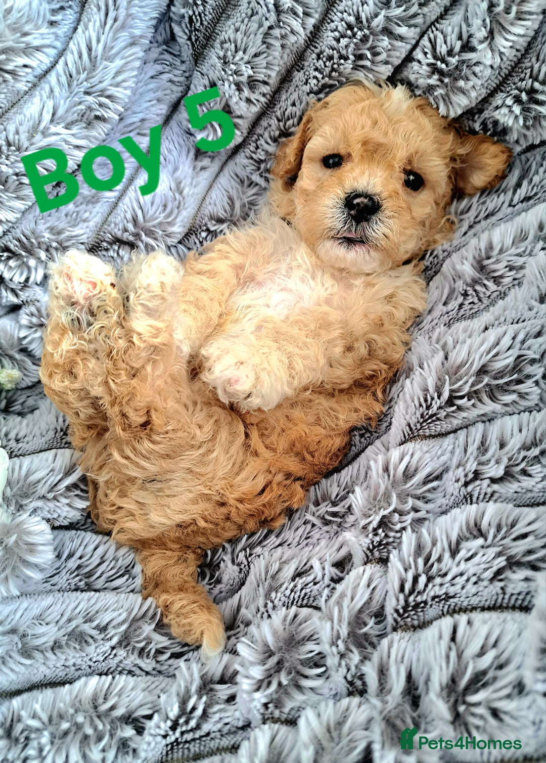 Shihpoo dogs for sale: Shihpoo Shih Tzu x Poodle (Shoodle) Puppies - Image 14