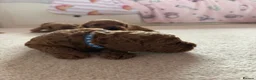 Cockapoo dogs for sale: 🐶 Beautiful Cockapoo Puppies ❤️ in Swadlincote - Advert 5