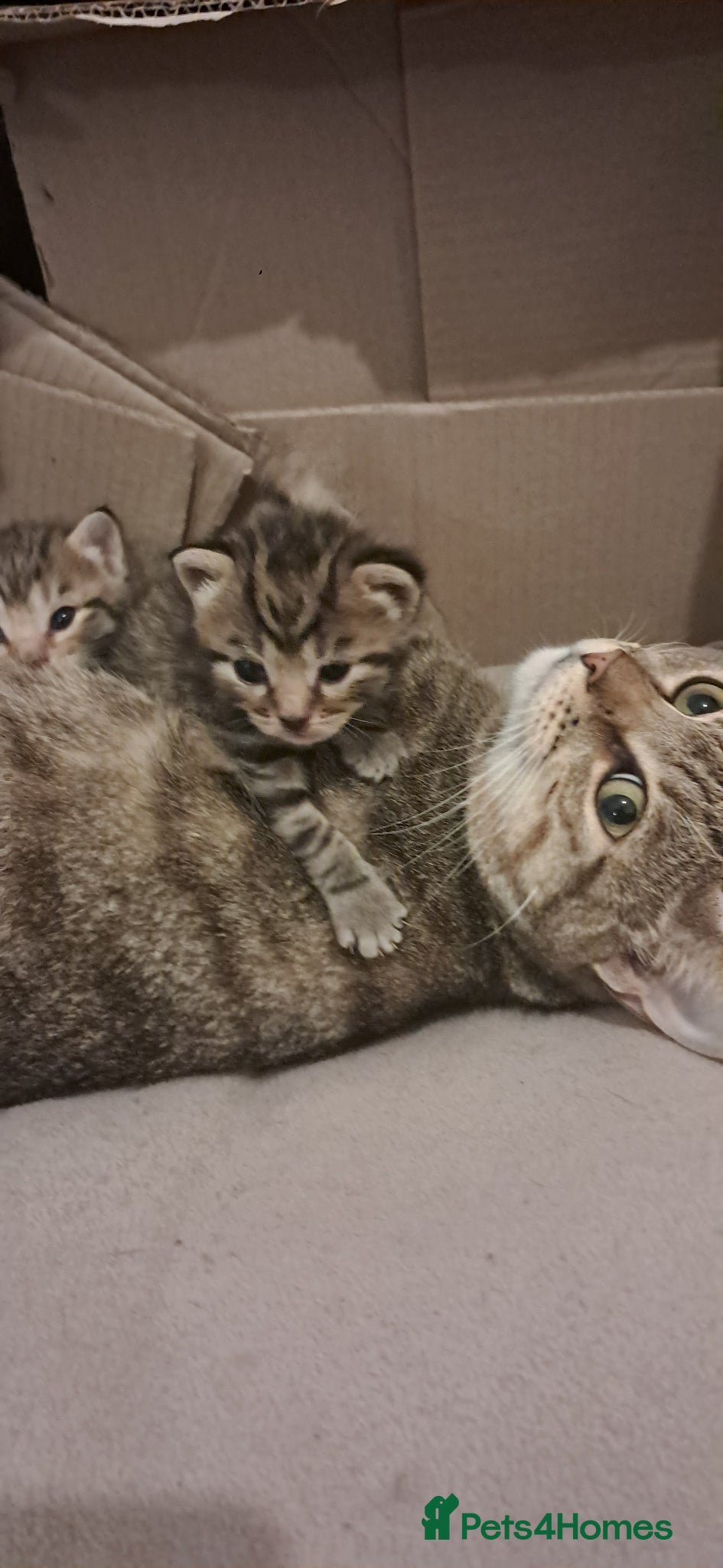 Mixed Breed cats for sale: 7 little kittens for sale  - Advert 6