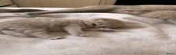 British Longhair cats for sale: Beautiful Lilac British Longhair kittens  - Advert 9