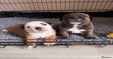 Staffordshire Bull Terrier dogs - Advert 9