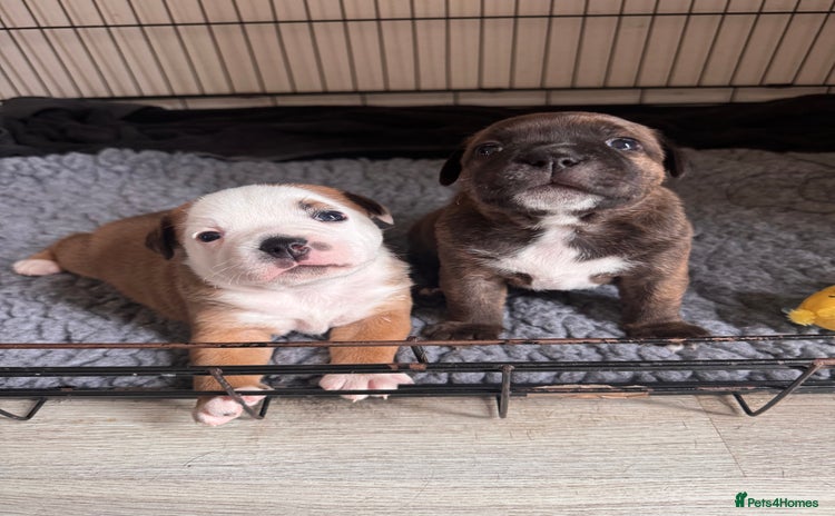 Staffordshire Bull Terrier dogs - Advert 2