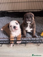 Staffordshire Bull Terrier dogs - Advert 9