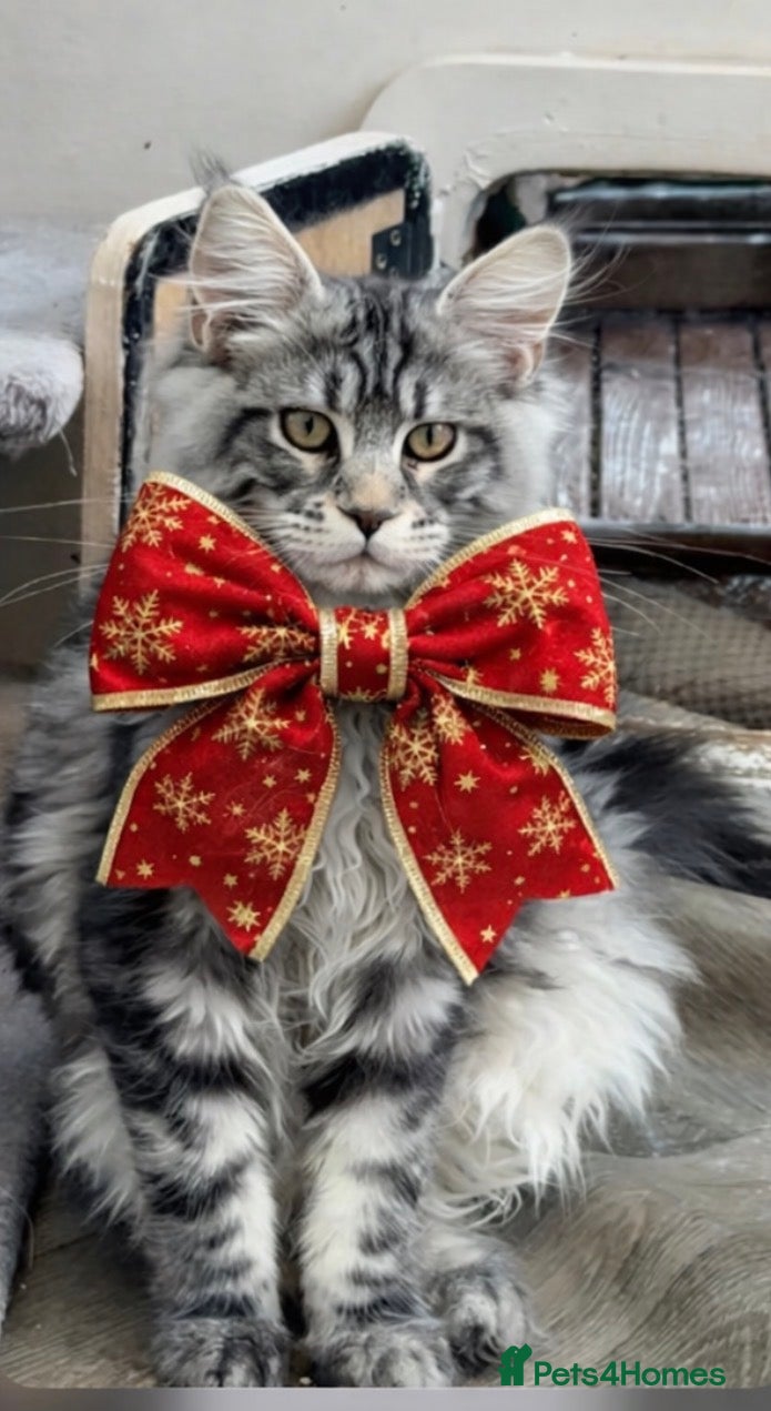 Maine Coon cats Outstanding pedigree kittens ACTIVE - Advert 3