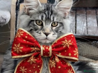 Maine Coon cats Outstanding pedigree kittens ACTIVE - Advert 6