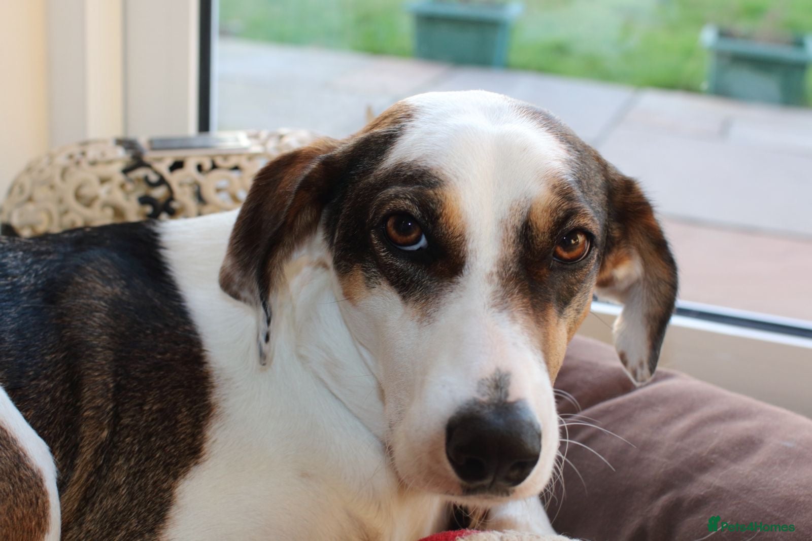 Mixed Breed dogs Sweet boy Hudson looking for his family  - Advert 1