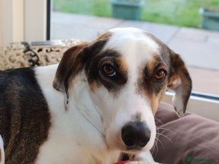Mixed Breed dogs Sweet boy Hudson looking for his family - Advert 1