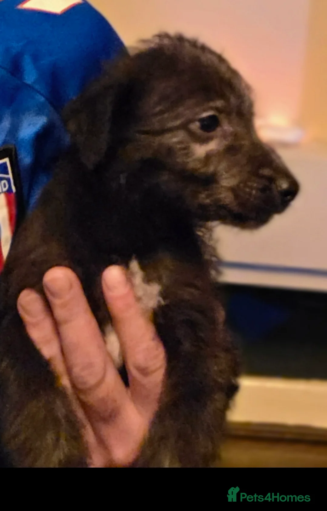 Mixed Breed dogs for sale: F1 beddlington whippets  - Advert 3