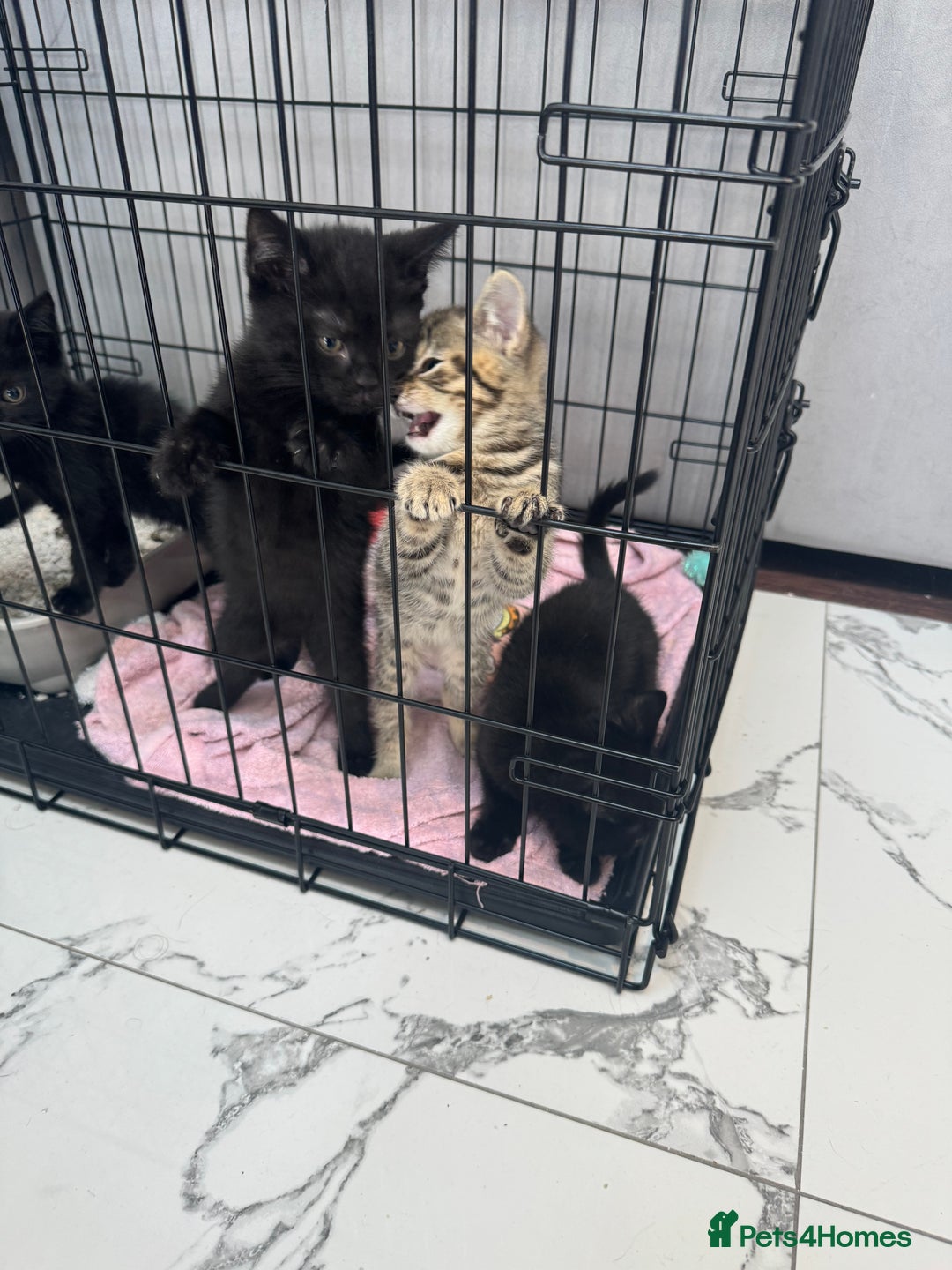 British Shorthair cats for sale: British short hair  - Image 5