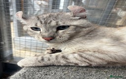Keetso cats for sale: Rare polydactyl keetso male  - Image 7