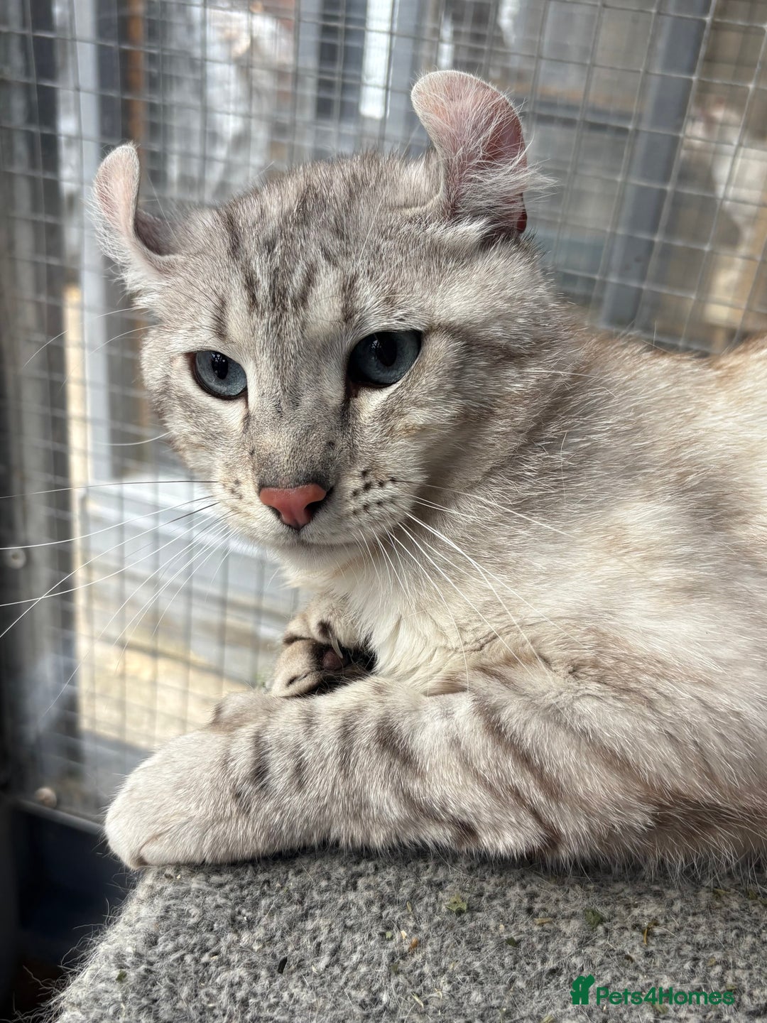 Keetso cats for sale: Rare polydactyl keetso male  - Image 7