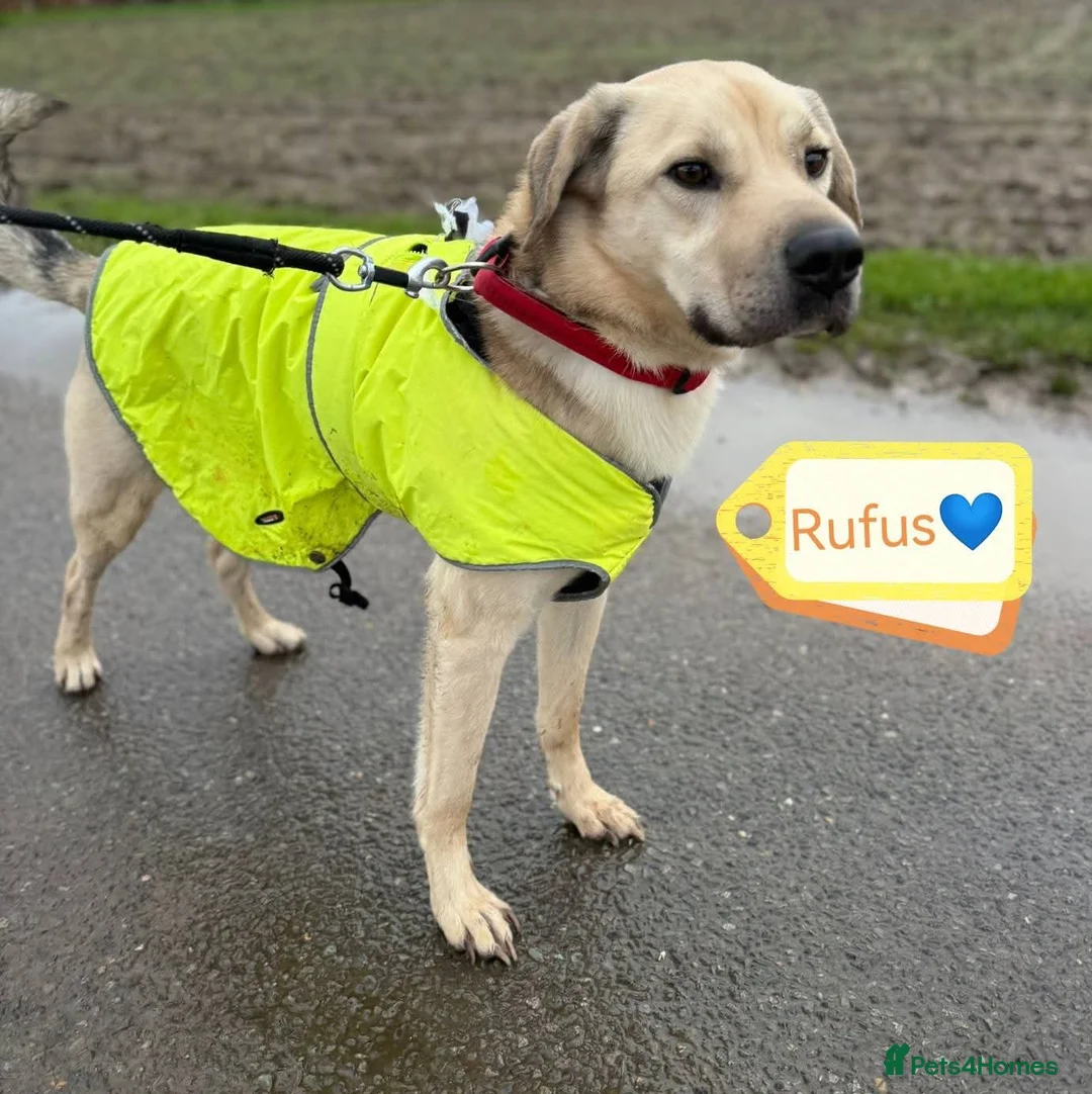 Mixed Breed dogs for adoption: 💙RUFUS💙- Young, Misunderstood, Fading In Kennels - Advert 5