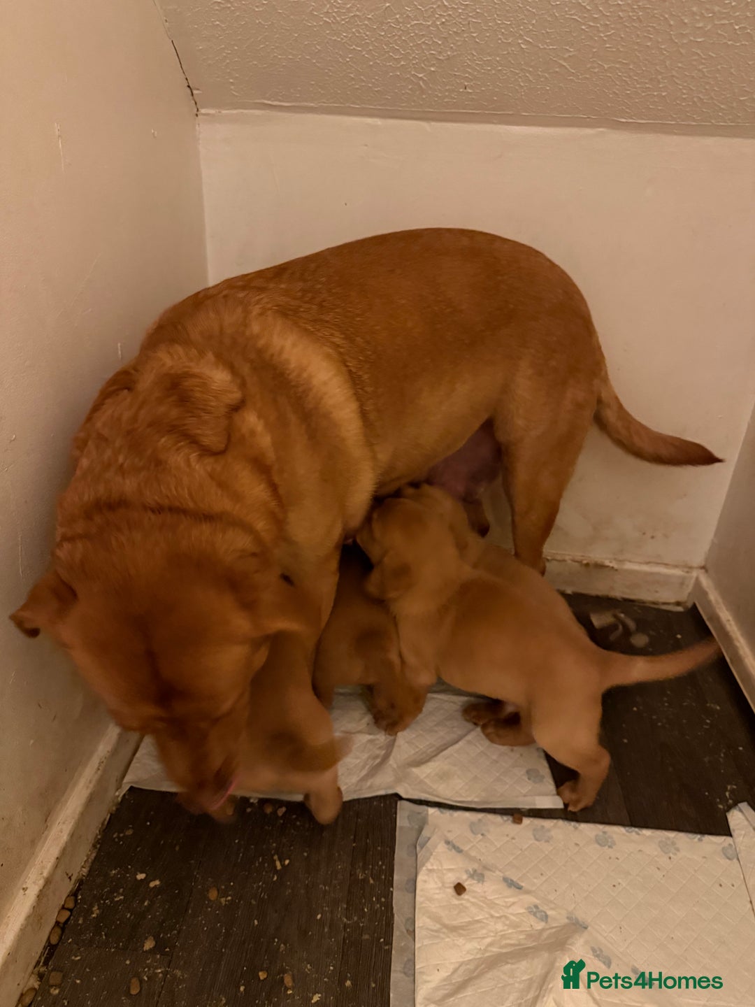 Labrador Retriever dogs for sale: Red fox lab - Advert 4