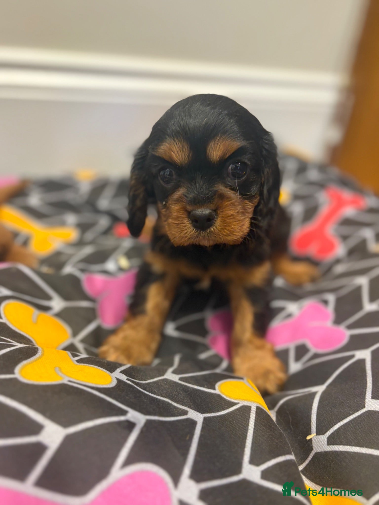 Cavalier King Charles Spaniel dogs Beautiful extensively health tested pure cavaliers - Advert 2