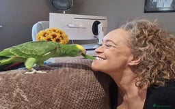 Parrots birds for sale: Yellow Headed Amazon Baby Parrot - Image 4