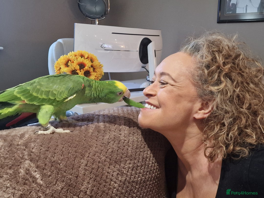 Parrots birds for sale: Yellow Headed Amazon Baby Parrot - Image 4