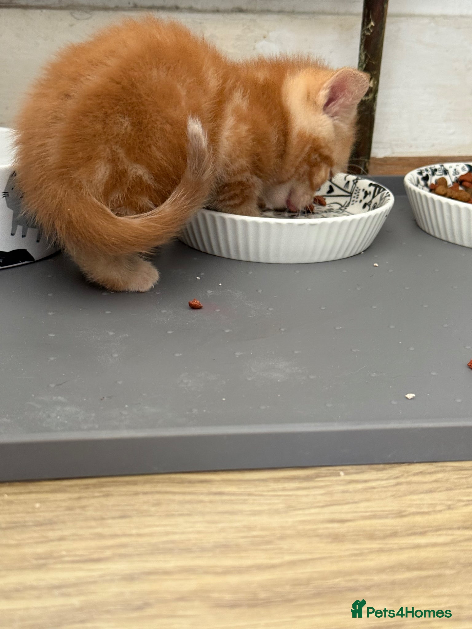 Mixed Breed cats for sale: Beautiful Kittens Looking for a forever home  - Advert 5