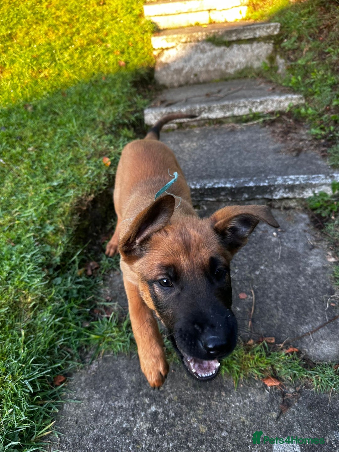 Belgian Shepherd Dog dogs for sale: belgian malinois Pup ready to go - Image 8