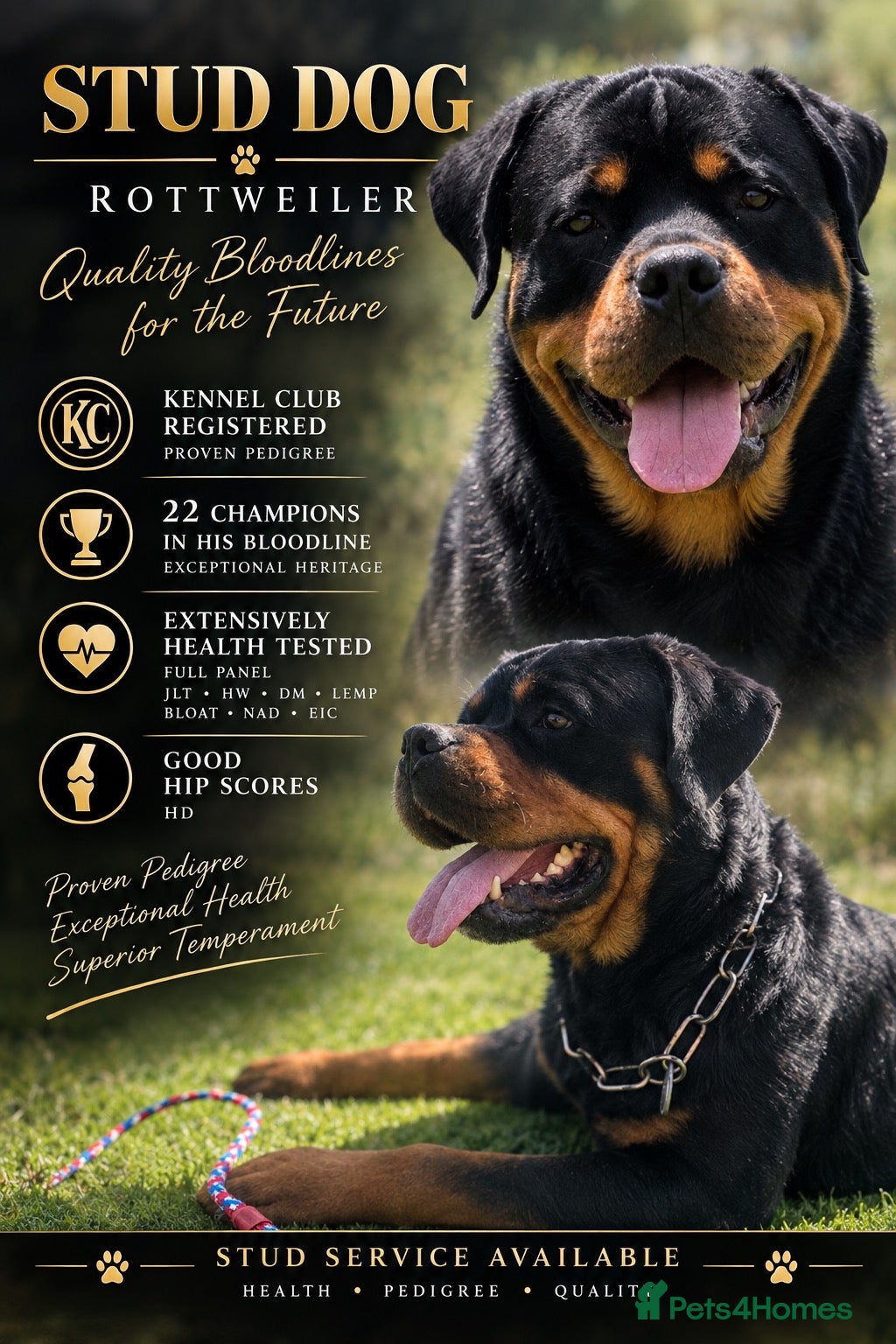 Rottweiler dogs 22 champions kc Rottweiler stud  - Advert 6