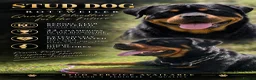 Rottweiler dogs for stud: 22 champions kc Rottweiler stud  - Advert 1