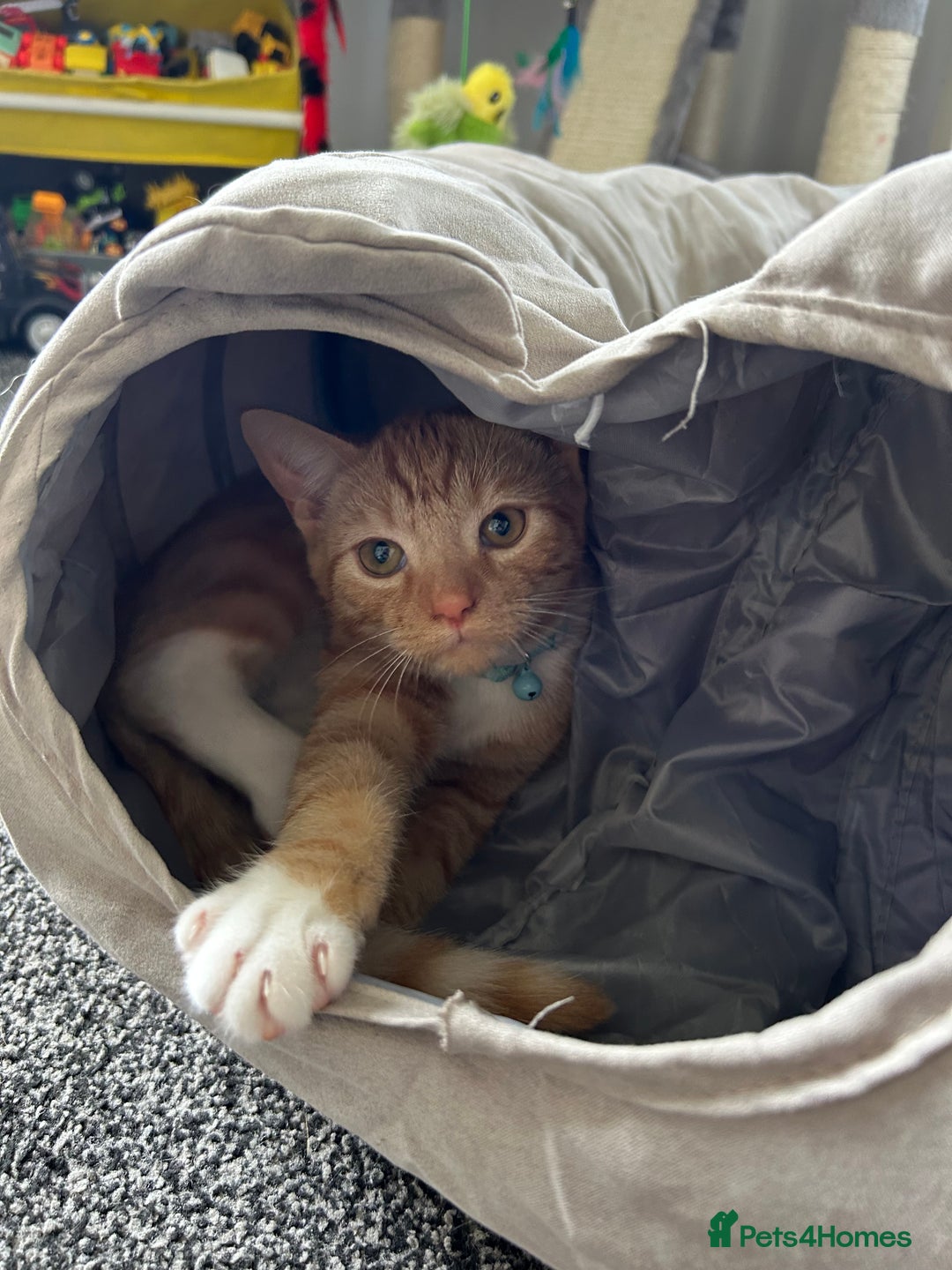 Mixed Breed cats for sale: 8month old male kitten - Advert 9