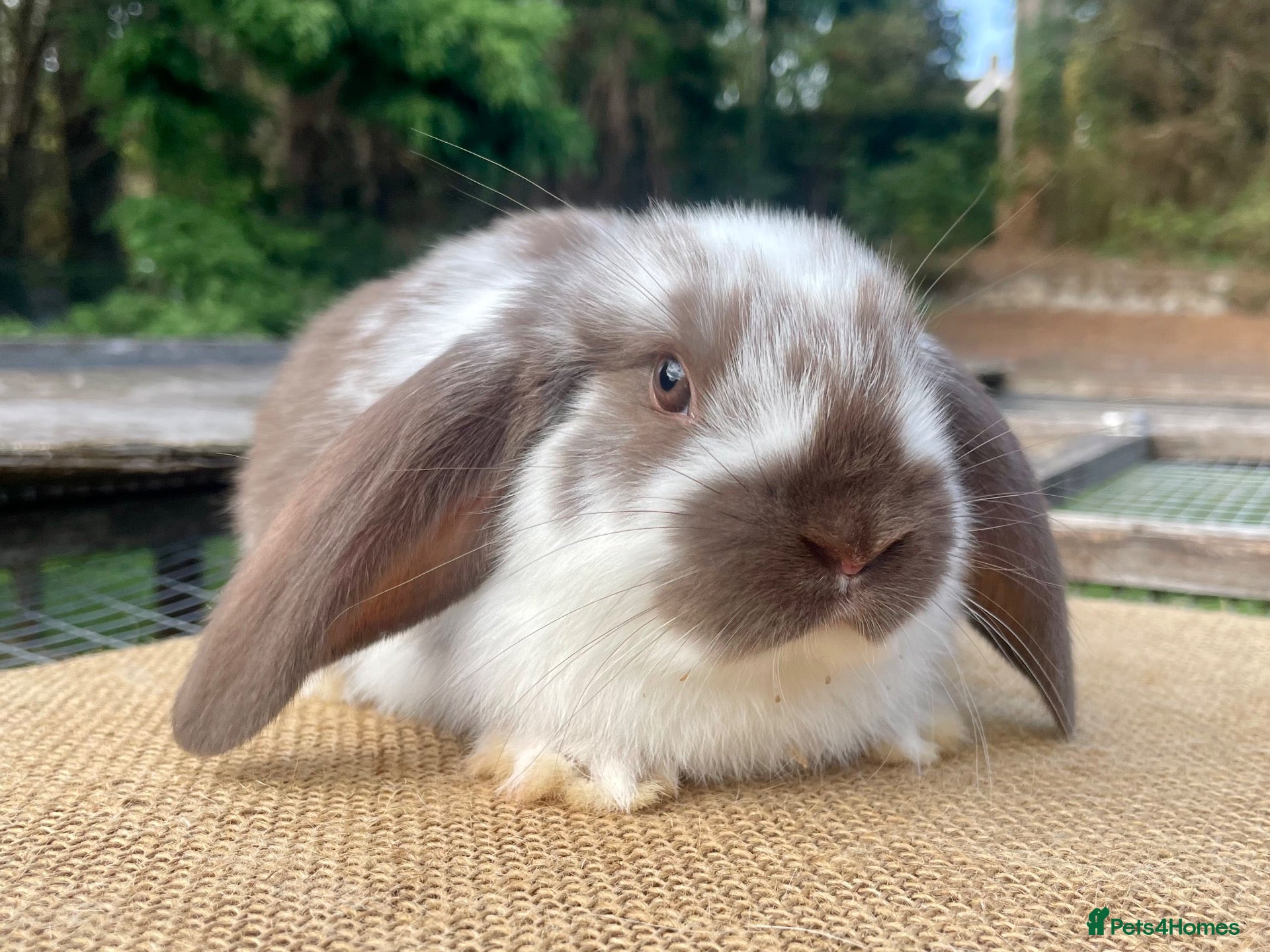 Mini Lop rabbits Mini Lop babies - Advert 20