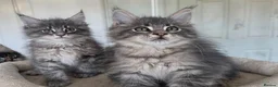 Maine Coon cats for sale: Maine coon kitten  - Advert 8