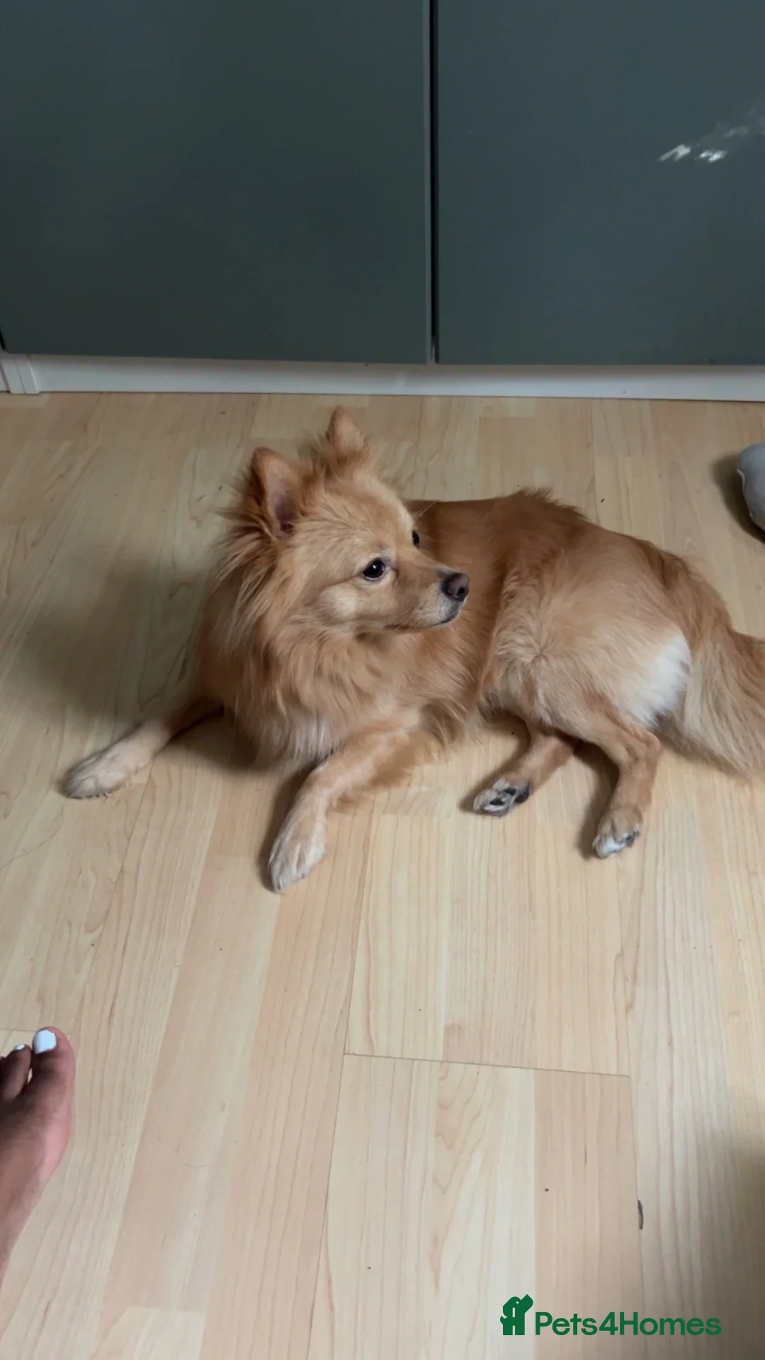 Pomeranian dogs for stud: 3 year old Fox faced Pomeranian for stud  - Advert 6