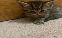 Mixed Breed cats for sale: British shorthair X British shorthair x Tabby - Image 11