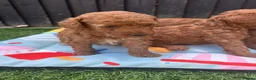 Poodle dogs for sale: Home bred miniature poodles - Advert 3