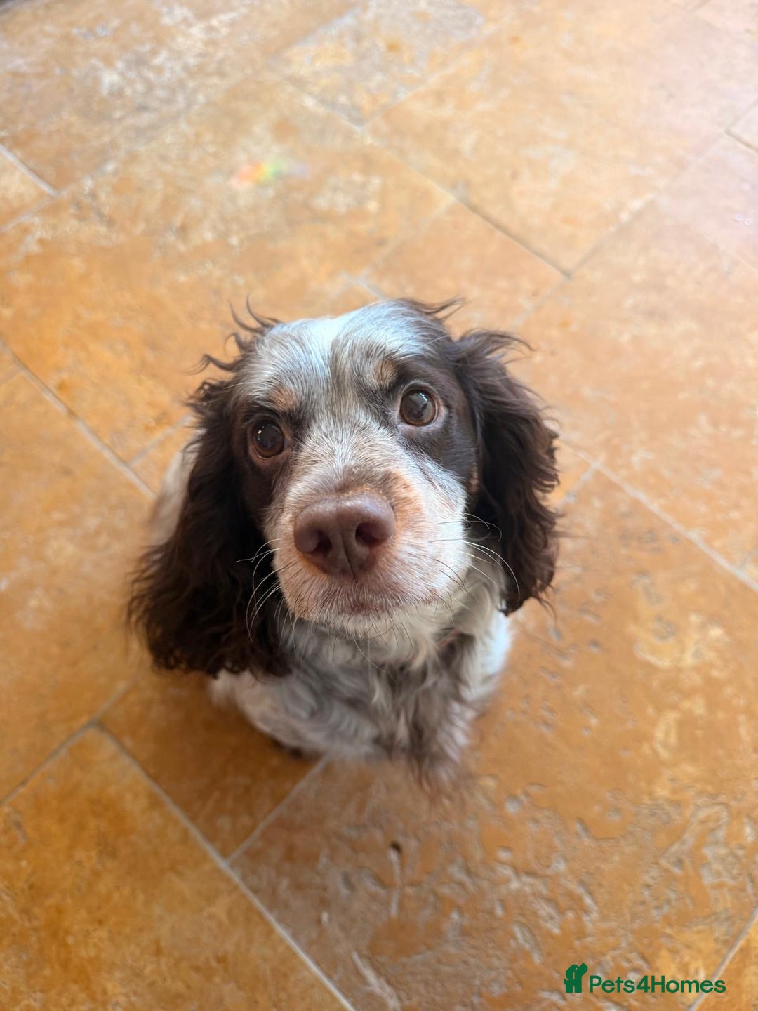 Cocker Spaniel dogs for sale: Cocker spaniel puppies - Advert 6