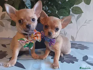 Chihuahua dogs Chihuahua puppies - Advert 1