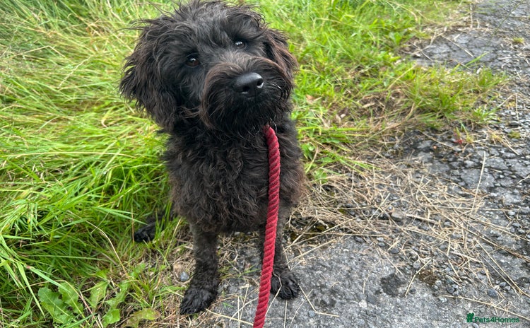 Schnoodle dogs - Advert 9