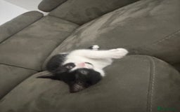 Domestic Shorthair cats for sale: 1 loving cute kitten left! - Image 3