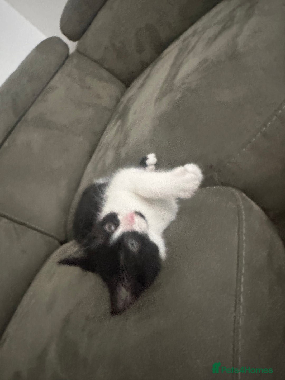 Domestic Shorthair cats for sale: 1 loving cute kitten left! - Image 3