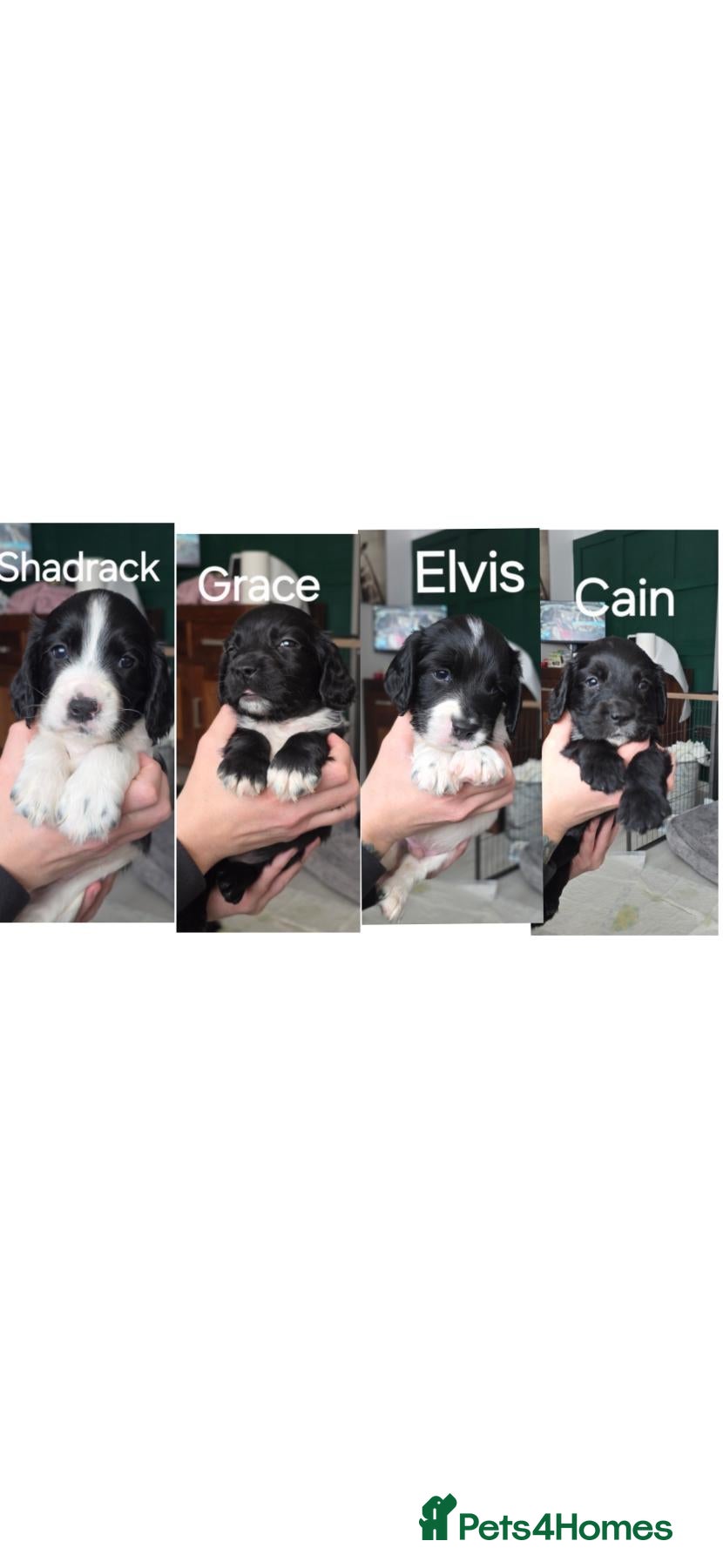 Sprocker dogs Sprocker puppies, ready 2nd November  - Advert 4