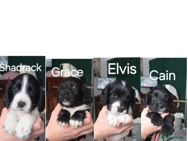 Sprocker dogs Sprocker puppies, ready 2nd November - Advert 4