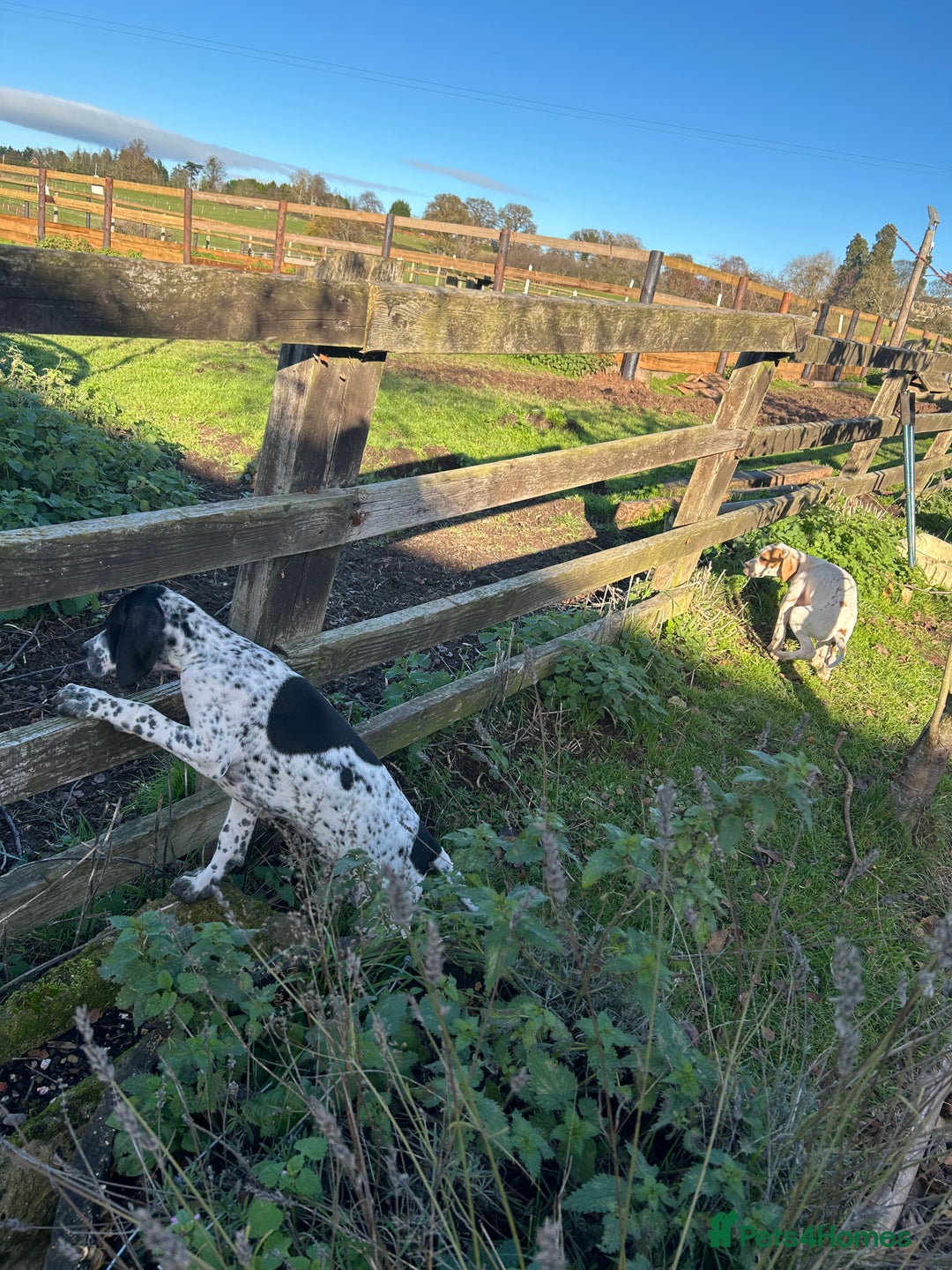 Pointer dogs for sale:  Black bitch available. - Advert 8