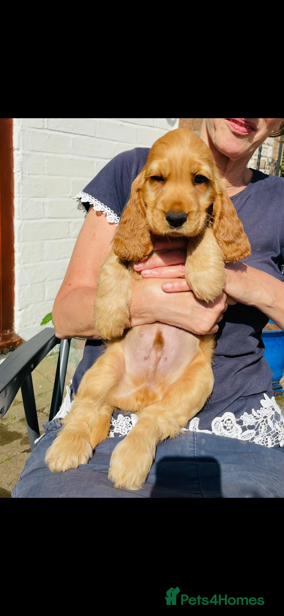Cocker Spaniel dogs for sale: Top quality Fully health tested show cocker - Advert 18