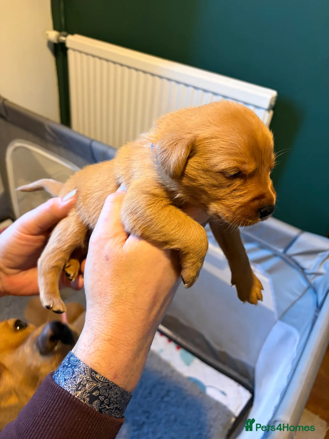 Labrador Retriever dogs for sale: Labrador  in Dorchester - Advert 14