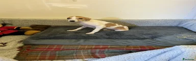 Whippet 3