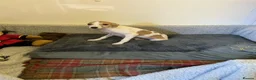 Whippet dogs for sale: Whippet - Advert 17