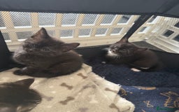 Maine Coon cats for sale: Beautiful Maine Coon Cross Kittens - Image 1