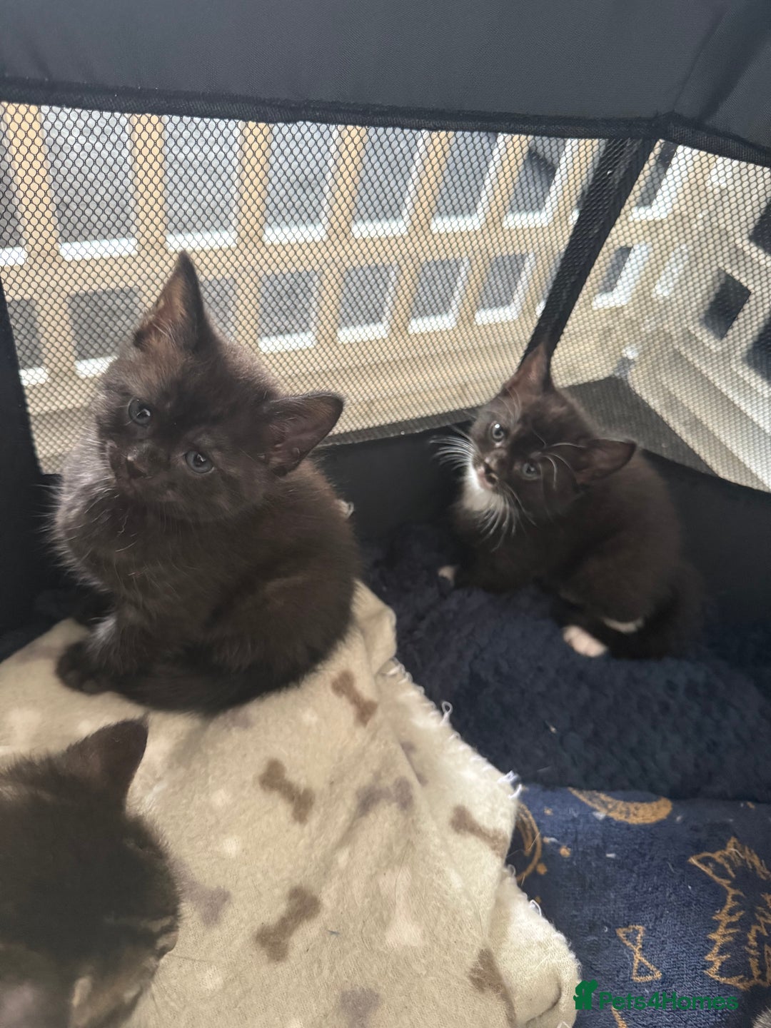 Maine Coon cats for sale: Beautiful Maine Coon Cross Kittens - Image 1