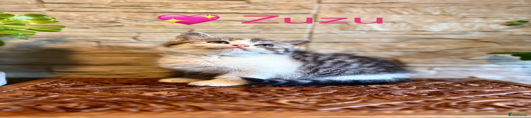 Zuzu (girl)